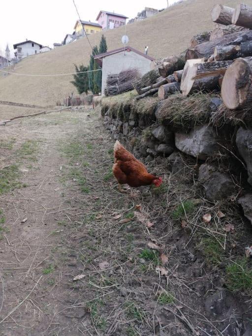 Graziosa, Casetta In Valgerola Rasura Екстериор снимка